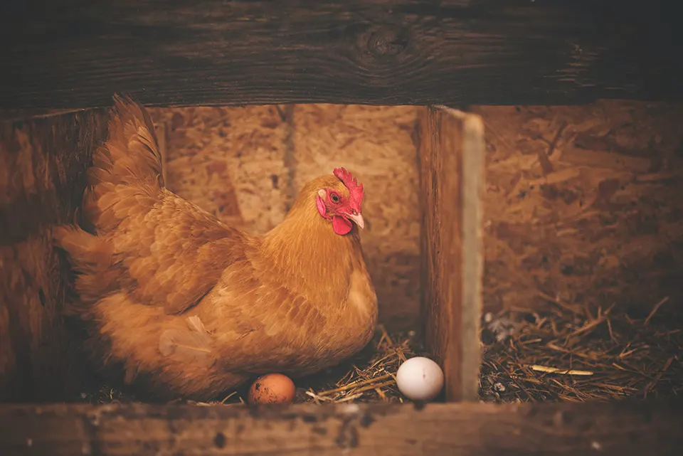 مرغ تخمگذار شش ماهه